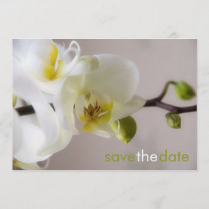 Weiße Orchide Opslaan Datum Karte Save The Date