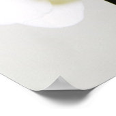 Weiße Orchideen Poster (Hoek)