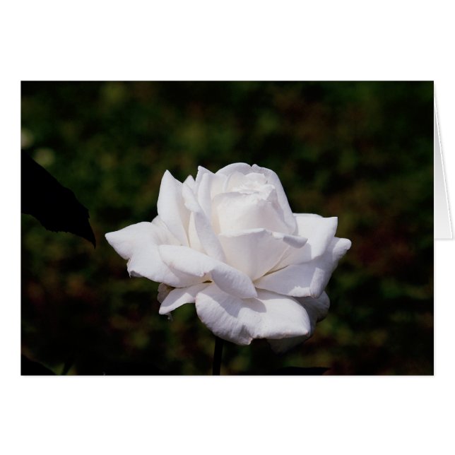weisse Rose (Voorkant Horizontaal)