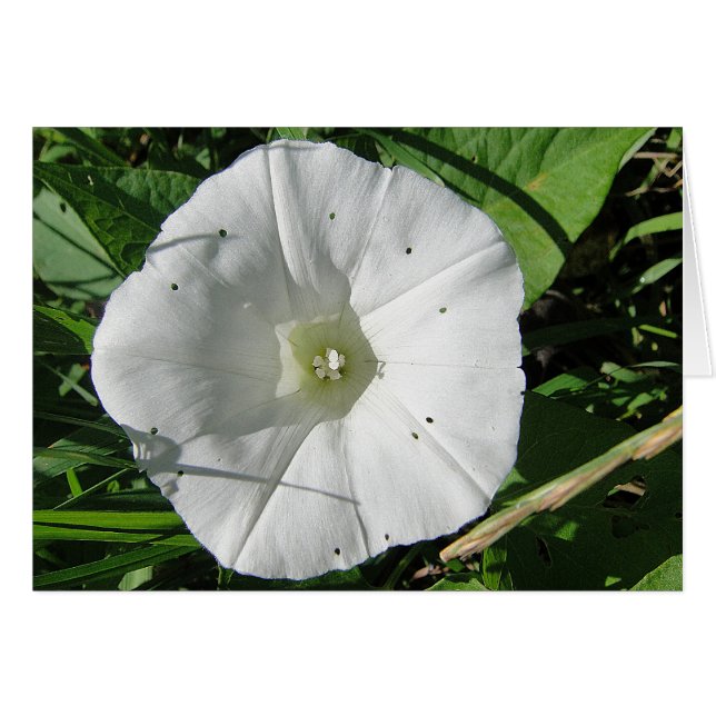 Weisse Windenblüte, Grusskarte, blanko (Voorkant Horizontaal)