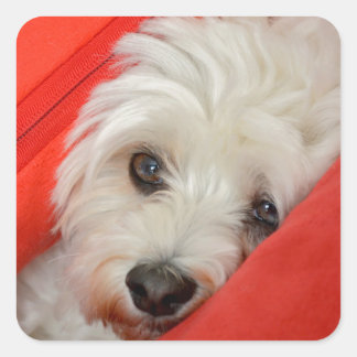 weißer Havaneser-Hund liegt auf orange Kissen Vierkante Sticker