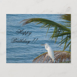 weißer Reiher Schneerei Florida Geburtstagskarte Briefkaart