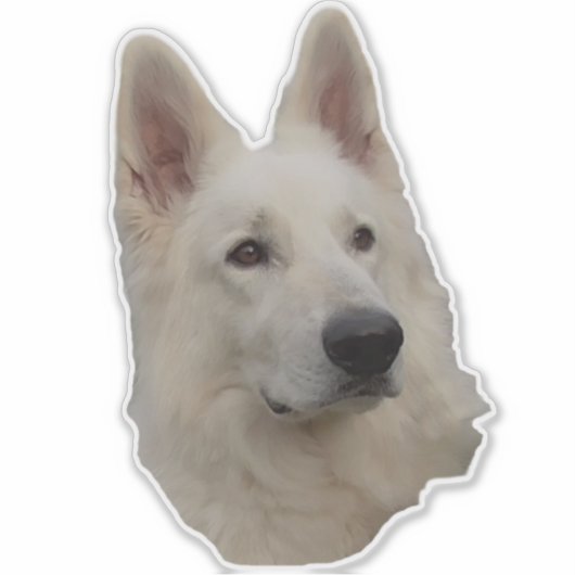 weisser Schäferhund Kopf Aufkleber Sticker (Voorkant)