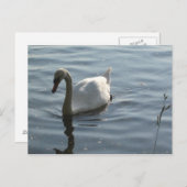 WEißer Schwan Briefkaart (Voorkant / Achterkant)