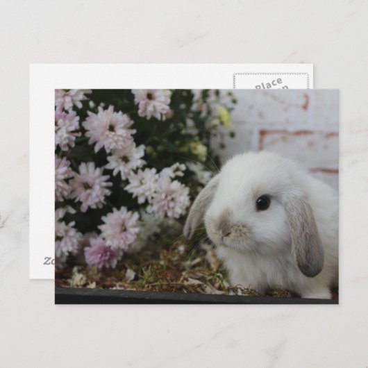 weißes Häschen, Kaninchen mit Blumen Osterhase Briefkaart (Voorkant / Achterkant)