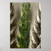 Weizen-tarwe Poster (Voorkant)
