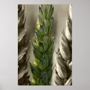 Weizen-tarwe Poster