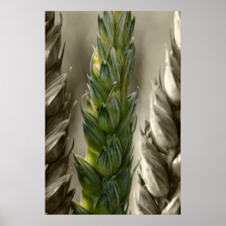 Weizen-tarwe Poster