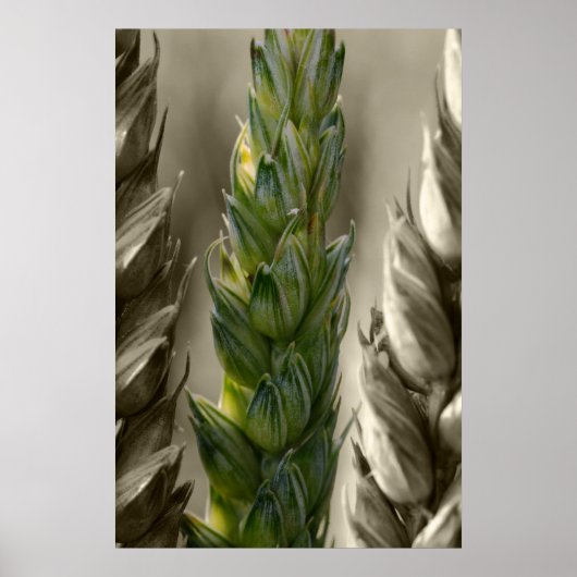 Weizen-tarwe Poster (Voorkant)