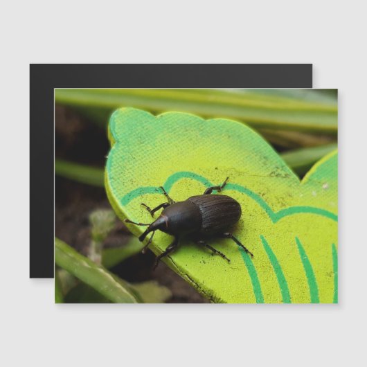 Weken, Beetles, Curculionoidea, Bug (Voorkant / Achterkant)