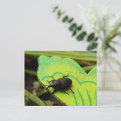 Weken, Beetles, Curculionoidea, Bug Briefkaart (Staand voorkant)