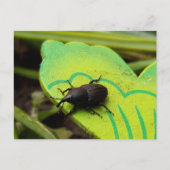 Weken, Beetles, Curculionoidea, Bug Briefkaart (Voorkant)