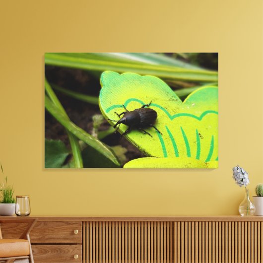 Weken, Beetles, Curculionoidea, Bug Canvas Afdruk (Insitu (Woonkamer))