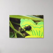 Weken, Beetles, Curculionoidea, Bug Canvas Afdruk (Voorkant)