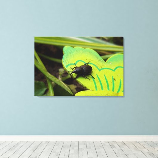Weken, Beetles, Curculionoidea, Bug Canvas Afdruk (Insitu (Houten vloer))