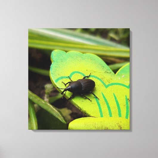 Weken, Beetles, Curculionoidea, Bug Canvas Afdruk (Voorkant)