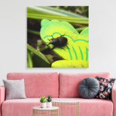 Weken, Beetles, Curculionoidea, Bug Canvas Afdruk (Insitu (Woonkamer))