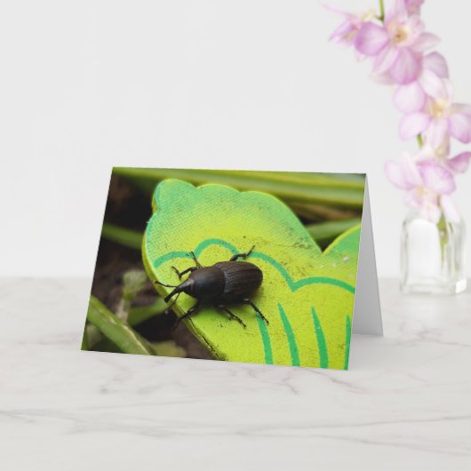 Weken, Beetles, Curculionoidea, Bug Kaart (Orchidee)