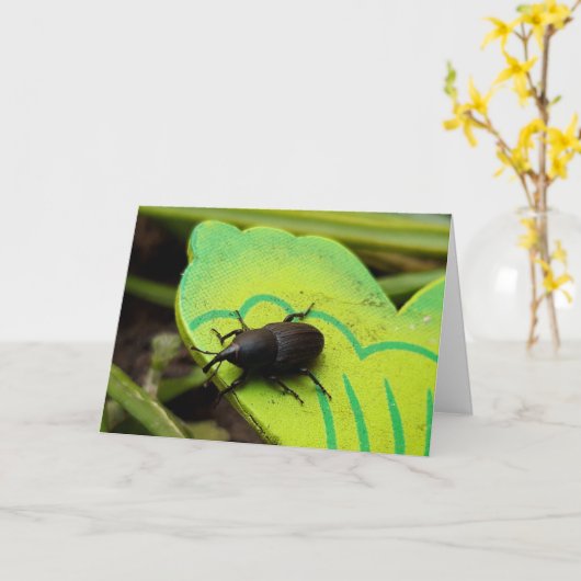 Weken, Beetles, Curculionoidea, Bug Kaart (Gele Bloem)
