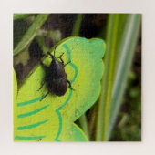 Weken, Beetles, Curculionoidea, Bug Legpuzzel (Horizontaal)