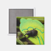 Weken, Beetles, Curculionoidea, Bug Magneet (Voorkant / Achterkant)