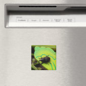 Weken, Beetles, Curculionoidea, Bug Magneet (Insitu (Vaatwasser))