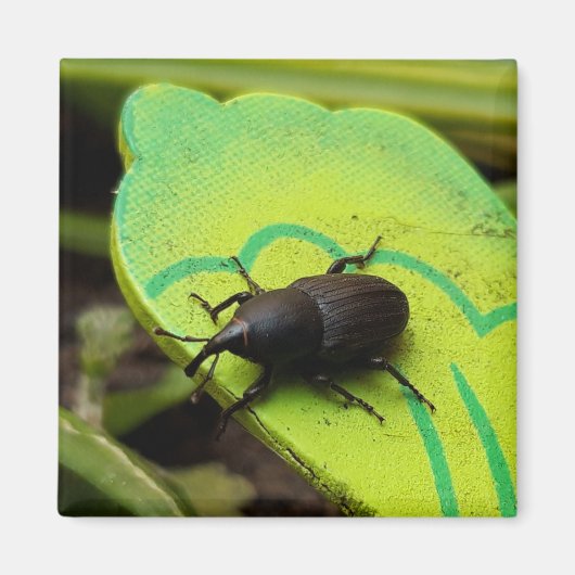 Weken, Beetles, Curculionoidea, Bug Magneet (Voorkant)