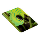 Weken, Beetles, Curculionoidea, Bug Magneet (Rechterzijde)