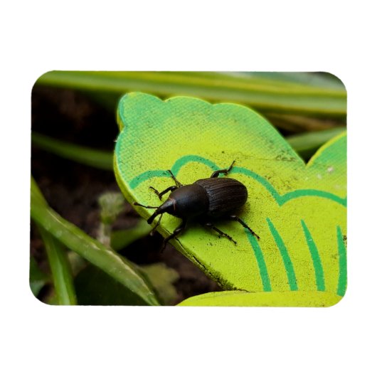 Weken, Beetles, Curculionoidea, Bug Magneet (Horizontaal)