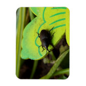 Weken, Beetles, Curculionoidea, Bug Magneet (Verticaal)