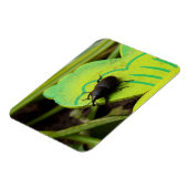 Weken, Beetles, Curculionoidea, Bug Magneet (Linkerzijde)