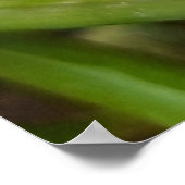 Weken, Beetles, Curculionoidea, Bug Poster (Hoek)