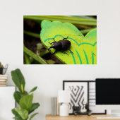 Weken, Beetles, Curculionoidea, Bug Poster (Thuiskantoor)