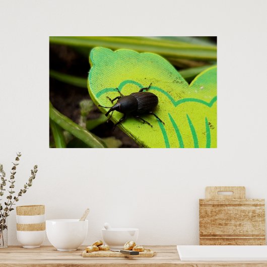 Weken, Beetles, Curculionoidea, Bug Poster (Keuken)