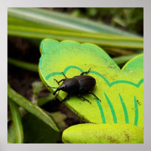 Weken, Beetles, Curculionoidea, Bug Poster
