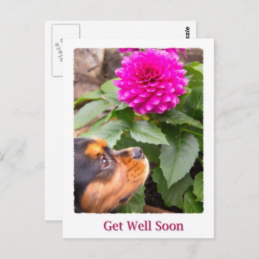 weldra koning Charles Spaniel en Dahlia Briefkaart (Voorkant / Achterkant)