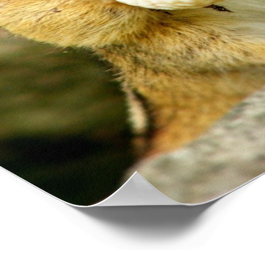 Welk dieet? Chipmunk Poster (Hoek)