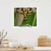 Welke grote ogen heb je..... .. poster (Keuken)