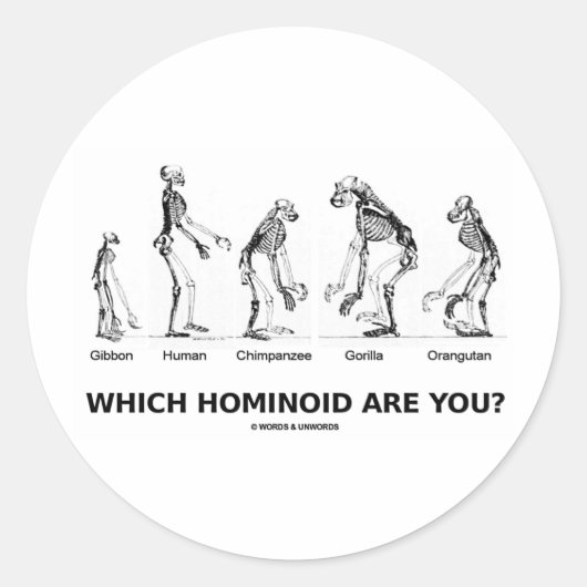Welke Hominoïde ben jij? (Hominid Skeletons) Ronde Sticker (Voorkant)