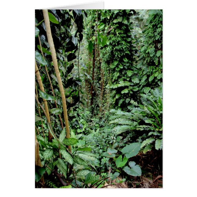 Welkom bij het Oerwoud (Voorkant)