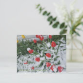 Welkom bij Wisconsin Tulpen in de sneeuw in april Briefkaart (Staand voorkant)