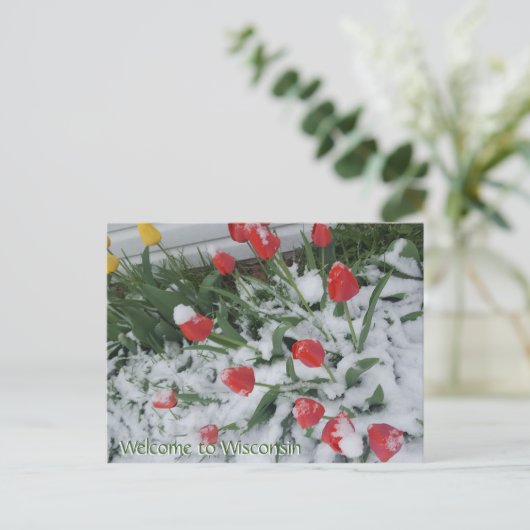 Welkom bij Wisconsin Tulpen in de sneeuw in april Briefkaart (Staand voorkant)