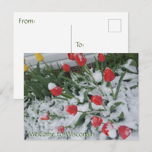 Welkom bij Wisconsin Tulpen in de sneeuw in april Briefkaart (Voorkant / Achterkant)