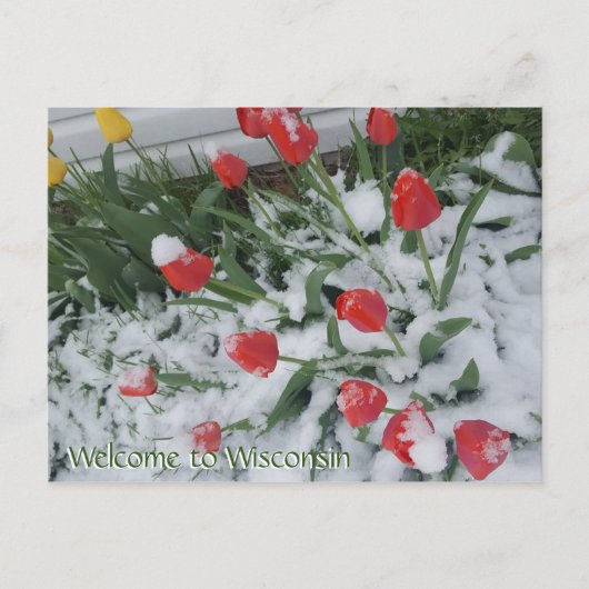 Welkom bij Wisconsin Tulpen in de sneeuw in april Briefkaart (Voorkant)