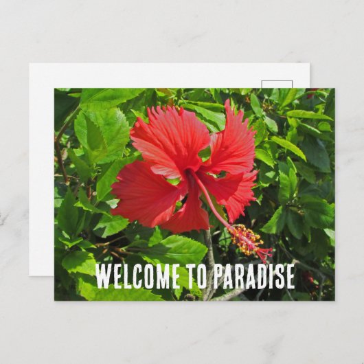 Welkom in het tropische bloemenparadijs aan het st briefkaart (Voorkant / Achterkant)