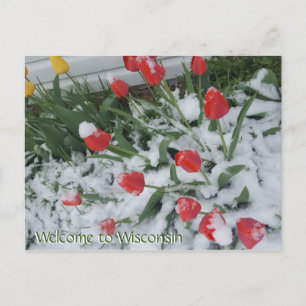 Welkom in Wisconsin Tulips op sneeuw in april Briefkaart