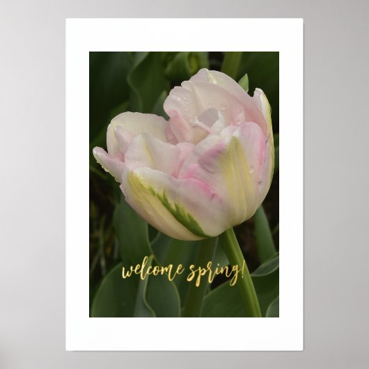 Welkom lente! Roze Tulp Folie Tekst Afdrukken Post (Voorkant)