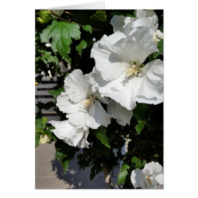 welkome witte bloemen (Voorkant)