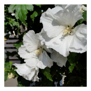 welkome witte bloemen poster