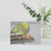 Wellensittich Briefkaart (Staand voorkant)
